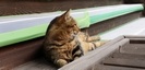 小倉 八坂神社の猫
