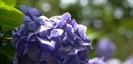 江島神社の紫陽花