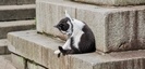 江島神社のネコ