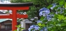 江島神社の紫陽花（アジサイ）