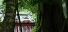 箱根神社のおみくじ