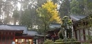 箱根神社の狛犬と紅葉