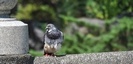 平塚八幡宮の鳩