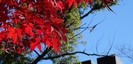 報徳二宮神社の紅葉