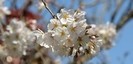 蓑笠神社の桜