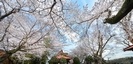 蓑笠神社の桜