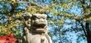 蓑笠神社の狛犬
