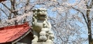 蓑笠神社の狛犬と桜