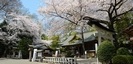 前鳥神社の桜