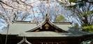 前鳥神社（さきとりじんじゃ）の桜