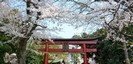 前鳥神社（さきとりじんじゃ）の桜