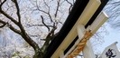 前鳥神社の桜