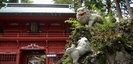 東口本宮浅間神社の狛犬と門