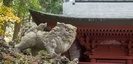 東口本宮冨士浅間神社の紅葉と狛犬