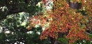 伊豆山神社の紅葉