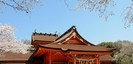 富士山本宮浅間大社の桜と本殿