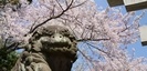 浅間大社の狛犬と桜