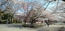 浅間大社の桜