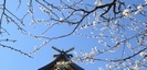 湯島天神の梅と千木